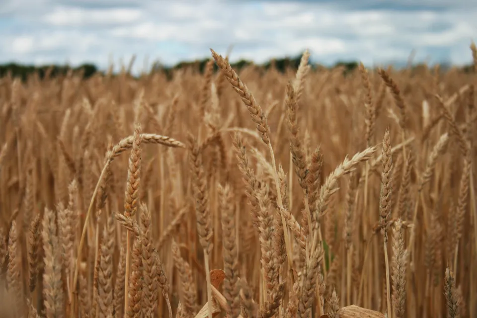A field of ripe wheat under a cloudy sky