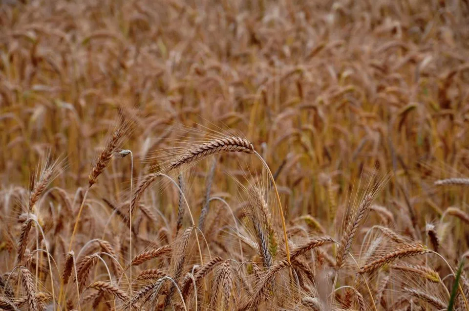 Ripe wheat ears in a golden field ready for harvest